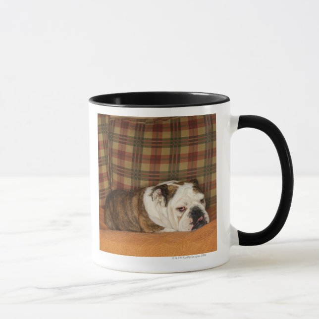 Taza bulldog que miente en un sofá (Derecha)