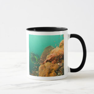 Taza buzo & pez escorpión Scorpanopsis