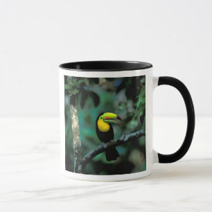 Taza CA, Panamá, NP Soberanía, Tucán Pico Canoa