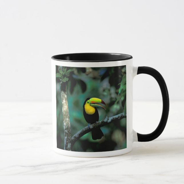 Taza CA, Panamá, NP Soberanía, Tucán Pico Canoa (Derecha)