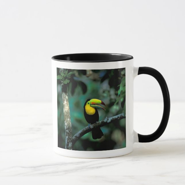 Taza CA, Panamá, Soberania NP, Tuccán facturado por Kee (Derecha)