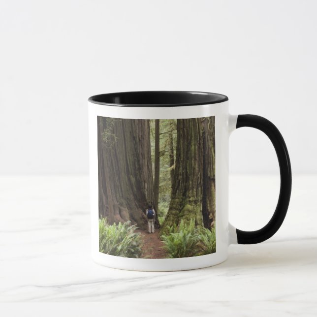 Taza CA, Parque Estatal de Redwoods Jedediah Smith, (Derecha)