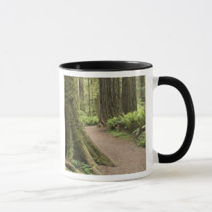 Taza CA, Parque Estatal Jedediah Smith, Simpson-Reed