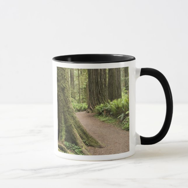 Taza CA, Parque Estatal Jedediah Smith, Simpson-Reed (Derecha)