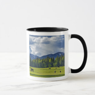 Taza Caballos pastan en pastizales cerca de Whitefish,