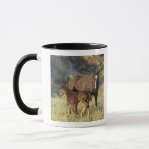 Taza Caballos salvajes en el Parque Nacional Theodore R