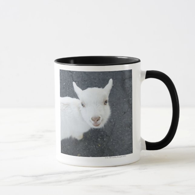 Taza Cabra joven (Derecha)
