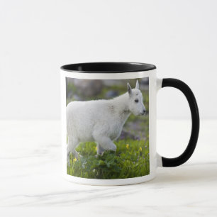 Taza Cabra montés joven en Logan Pass en Glacier