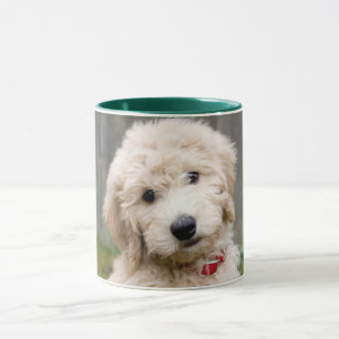 Taza Cachorro de goldendodo se sienta en la hierba