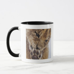 Taza Cachorro de león (Panthera leo) que lame la pata,