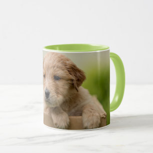 Taza Cachorro de recuperación de oro en caja