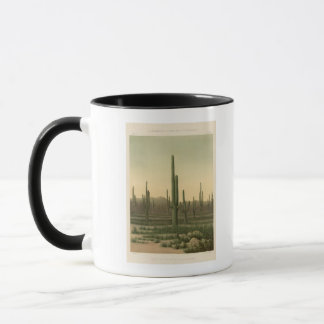 Taza Cactus grove, Arizona