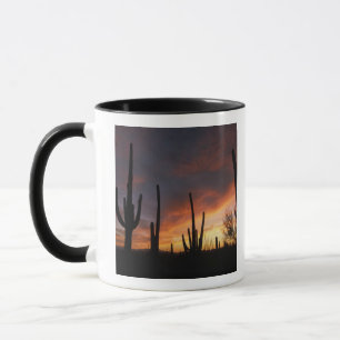 Taza cactus saguaro, Carnegiea gigantea, después
