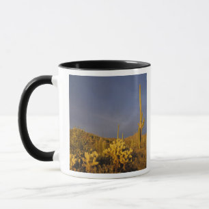 Taza cactus saguaro, Carnegiea gigantea, y teddy