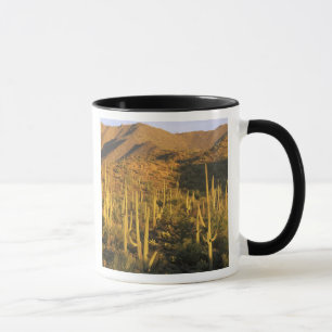 Taza Cactus saguaro en el Parque Nacional Saguaro cerca