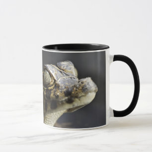 Taza Caimán joven en agua con la reflexión