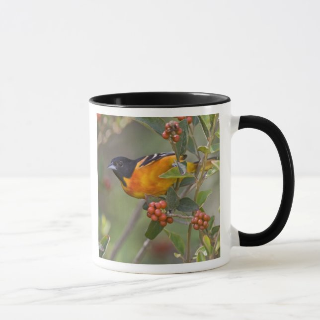Taza Calandria de Baltimore (Derecha)