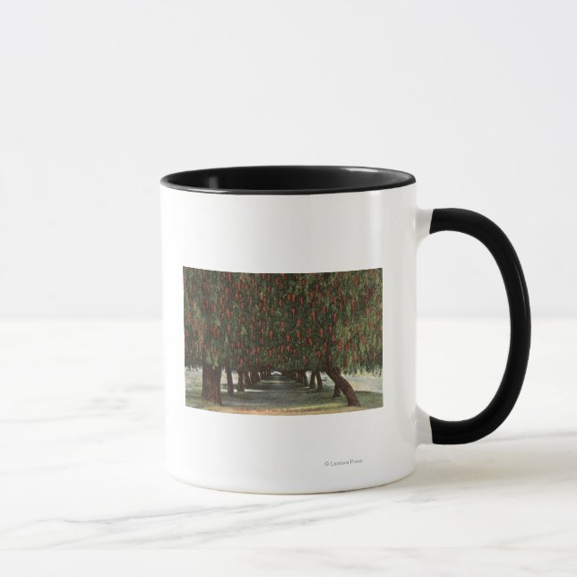 Taza CaliforniaGroves de los árboles de pimienta (Derecha)