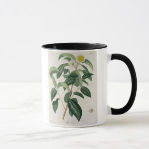 Taza Camelia Thea de "Phytographie Medicale" por Jose
