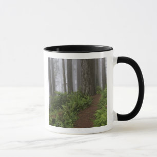 Taza Camino a través de los árboles de secuoya gigante