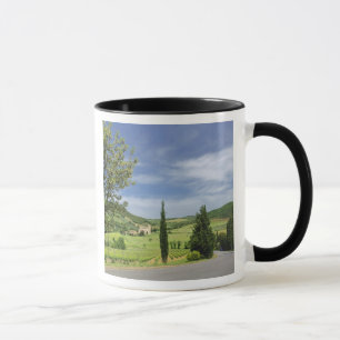 Taza Camino rural curvando entre cipreses en