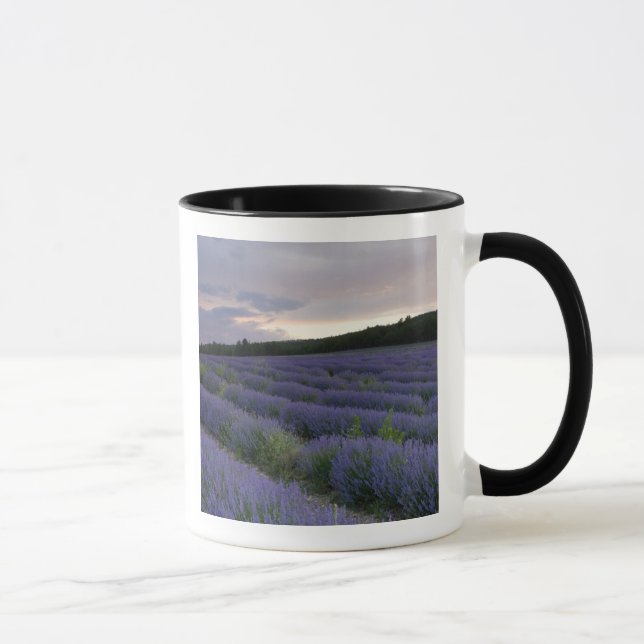 Taza Campo de la lavanda en la puesta del sol (Derecha)