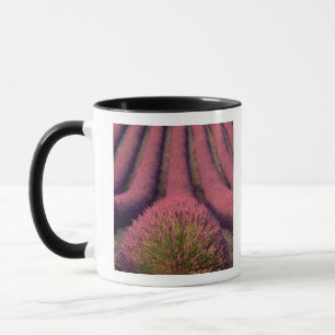 Taza Campo de lavanda en Alta Provenza, Francia 2