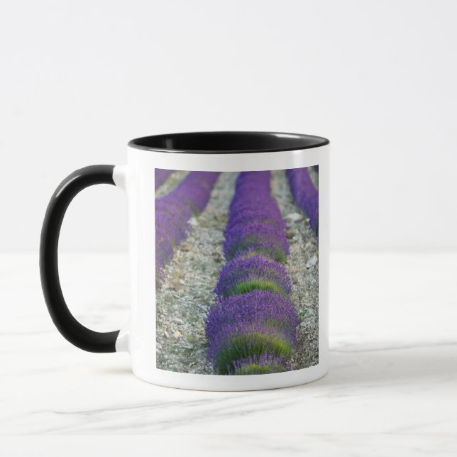 Taza Campo de lavanda, Provenza, Francia (Izquierda)