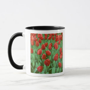 Taza Campo de tulipanes florece en primavera.