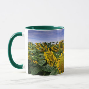 Taza Campos del girasol de California