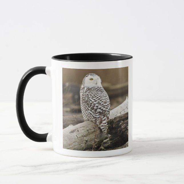 Taza Canadá, Bahía Boundary, Búho Nival (Izquierda)
