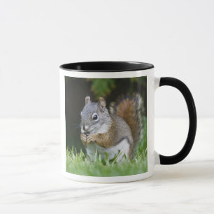 Taza Canadá, Columbia Británica, Ardilla Roja del Pino