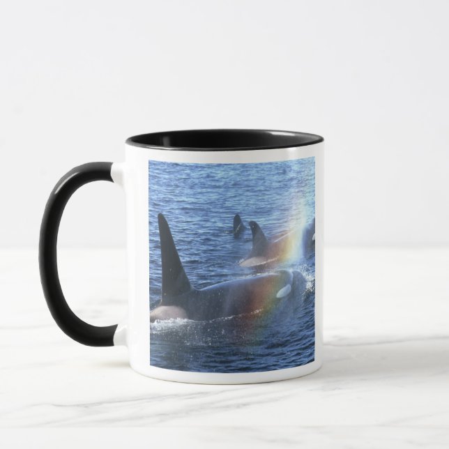 Taza Canadá, Columbia Británica, Johnstone Straight, (Izquierda)