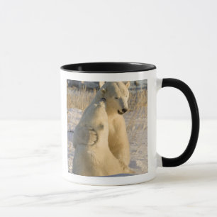 Taza Canadá, Manitoba, bahía de Hudson, Churchill.