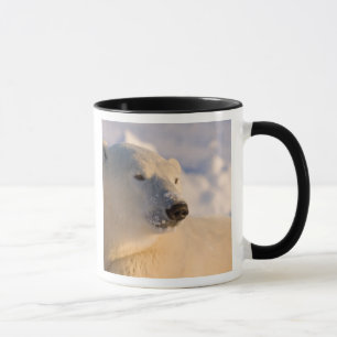 Taza Canadá, Manitoba, Bahía de Hudson Oso polar