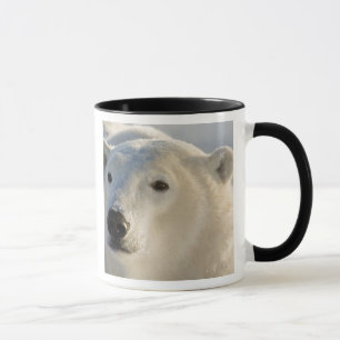 Taza Canadá, Manitoba, Bahía de Hudson Oso polar