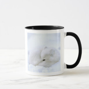 Taza Canadá, Manitoba, Churchill. Zorro ártico
