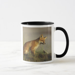Taza Canadá, Quebec. Cachorro de zorro rojo al amanecer