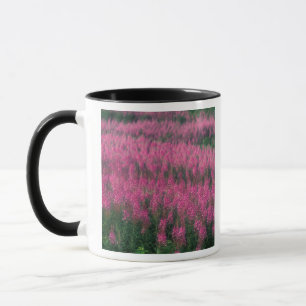 Taza Canadá, Quebec, Gaspe. Flores púrpuras de Lythrum,