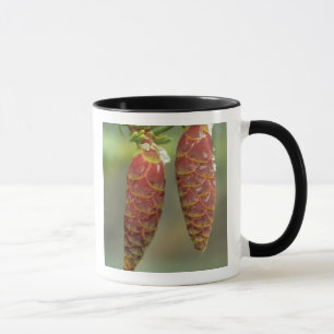 Taza Canadá, Yukón, conos de abeto negro