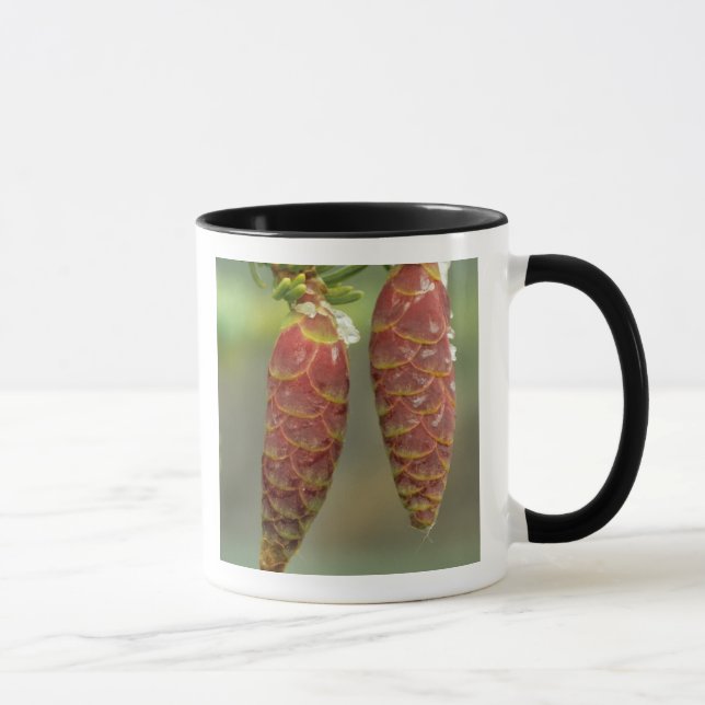 Taza Canadá, Yukón, conos de abeto negro (Derecha)
