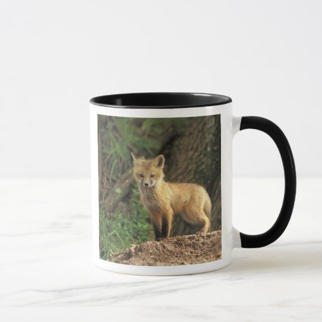 Taza Canción de zorro rojo frente al den (Vulpes vulpes (Derecha)