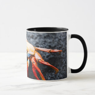 Taza Cangrejo del lightfoot de Sally en una roca negra