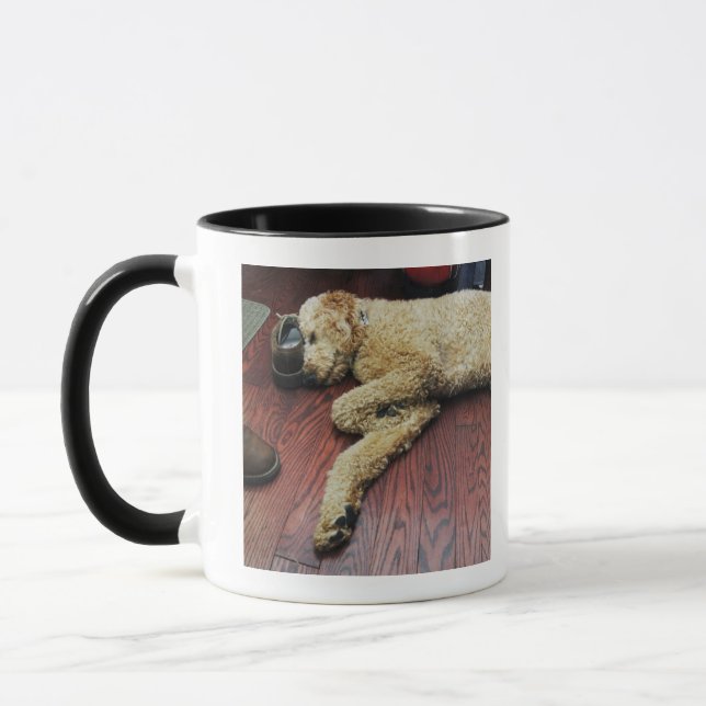 Taza Caniche estándar que duerme en piso (Izquierda)