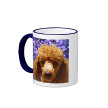 Caniche lindo
