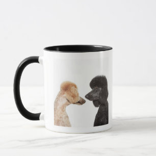 Taza Caniches que se examinan