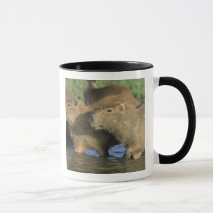 Taza Capibara, Hydrochaeris hidrochaeris), la zona del