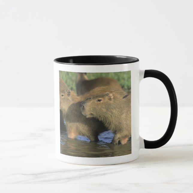 Taza Capibara, Hydrochaeris hidrochaeris), la zona del  (Derecha)