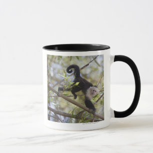 Taza Capuchón Blanco-Hecho frente, Guanacaste, Costa