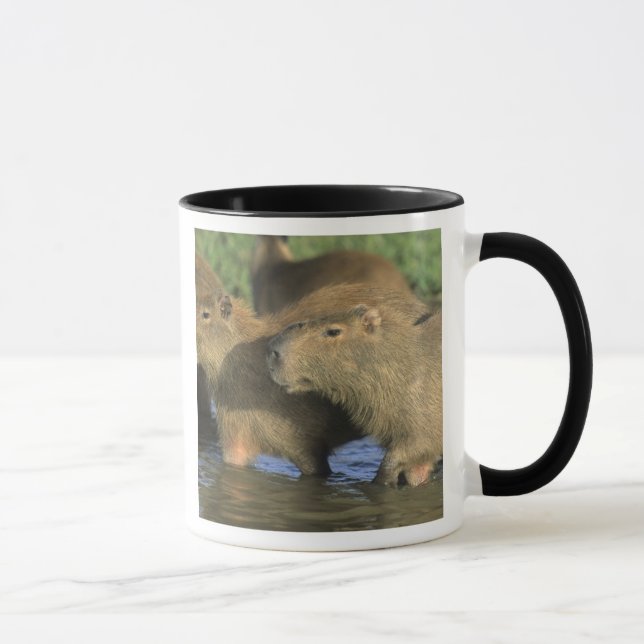 Taza Capybara, Hydrochaeris hydrochaeris), del mundo (Derecha)